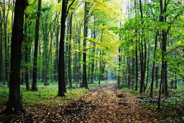 Prijedorčanina ubilo drvo u šumi