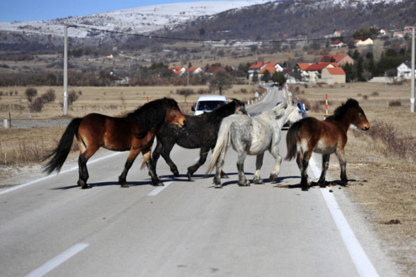 Oprezno zbog divljih konja na putu Livno-Šuica