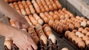 Proizvodnja pilećeg mesa i jaja u BiH još nije ugrožena
