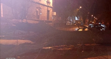 Ogromno stablo palo kod gradskog parka u Bijeljini