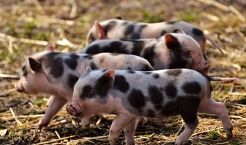 Nesvakidašnji događaj na farmi porodice Šukalo: Krmača oprasila 29 prasića