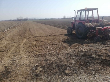 Proizvodnja industrijskog krompira sve isplativija OVA POVRTARSKA KULTURA SVE ZASTUPLJENIJA I U SEMBERIJI