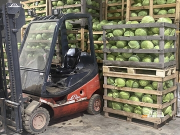 Počinje sezona kiseljenja kupusa: Evo koliko trenutno košta kilogram i kada je najbolje napuniti burad