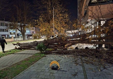 VJETAR RUŠI STABLA U Banjaluci palo drvo na trotoar, građanima bolje da ostanu kod kuće (FOTO)