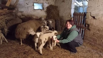 Ovca ojanjila troje jagnjadi