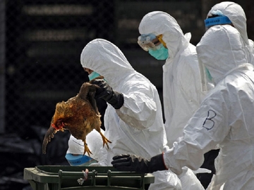 PANIKA U RUSIJI Ptičiji grip otkriven kod sedam osoba