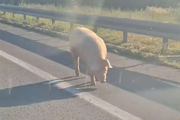 Dvije svinje na putu kod naplatnih kućica nadomak Banjaluke (VIDEO)