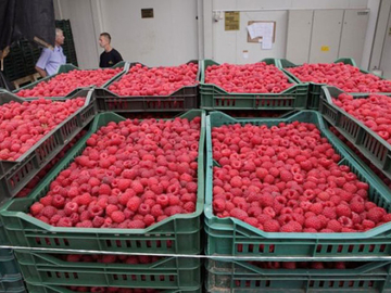 Malinari pred pucanjem: Berba završena, cijena nepoznata – najavljeni protesti