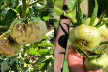 Šta se dešava sa paradajzom?