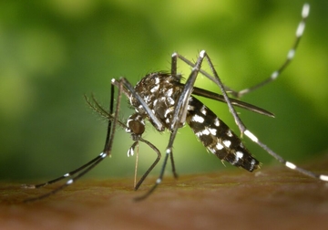 Ženu ujeo komarac, za nekoliko dana postala "kao biljka", POSLIJE 3 MJESECA BORBE PREMINULA