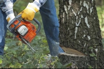 Policajca usmrtilo drvo u šumi