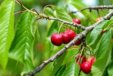 Osumnjičen da je zbog trešnje povrijedio maloljetnika