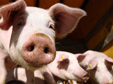 Rekordna cijena prasića u Srpskoj, šta nas očekuje u narednom periodu