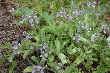Moćna biljka iz naših krajeva: Čisti krv i jetru, jača pluća i želudac