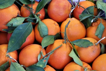 Među mandarinama i pomorandžama krilo se 12 Sirijaca