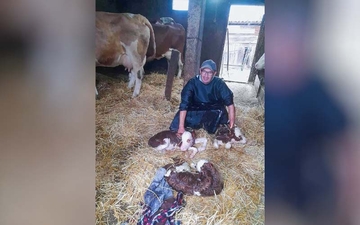 Trojke legendarnog bika Hurlyja na imanju Đoke Ćubića u Modranu