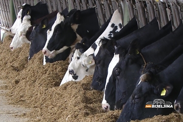 BiH uvezla stoku vrijednu 70 miliona KM – domaći uzgajivači na ivici opstanka