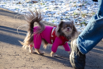 Mislite da vašem psu ne treba zaštita od hladnoće? Stručnjaci otkrivaju iznenađujuću istinu