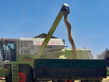 Traktori bruje na semberskim oranicama ŽETVA JEČMA U PUNOM JEKU