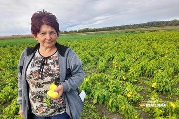 Petra Bešlić iz Donjeg Crnjelova gaji povrće na 20 dunuma: Naša zemlja vrati sve što joj se da (FOTO)