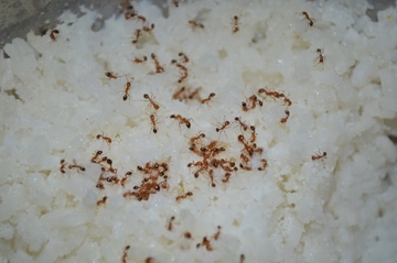 Muče vas mravi u kući? Stručnjaci otkrivaju kako ih se trajno riješiti
