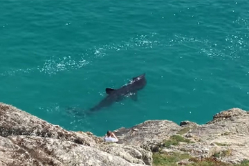 Herceg Novi: Ajkula plivala uz samu obalu, turisti zanijemili od straha