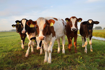 Inspektori naredili mjere s ciljem sprečavanja širenja bruceloze