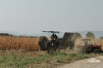 Proizvođači krompira u Semberiji ne pamte lošiju godinu: Suša i visoke temperature uništile većinu roda /FOTO/