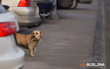 Veterinari upozoravaju: Opekotine od sunca izuzetno su opasne za kućne ljubimce