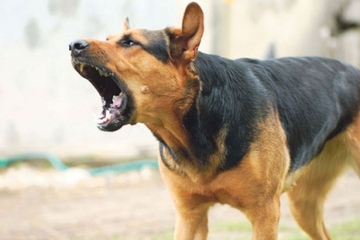 "Lezite i pokrijte glavu" Evo šta treba uraditi ako vas napadne pas