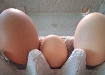 Banjalučke koke snijele jaja tri puta veća od normalnih – i to nije sve /FOTO/