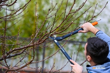 Orezivanje biljaka zimi: Koje vrste treba sačekati i kako zaštititi proljetno cvjetanje