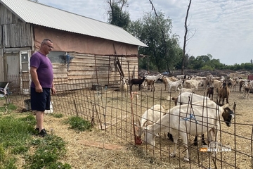 Sve proda na kućnom pragu: Gojko Stanković iz Popova živi od koza i ne bi ih mijenjao ni za kakav posao (FOTO)