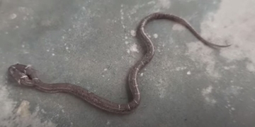 “Krenule po hranu” Porodici Stošić u kuću se uselile zmije otrovnice