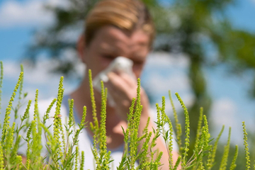Kako se “izboriti“ sa ambrozijom, koji su simptomi alergije i kako ih na vrijeme spriječiti