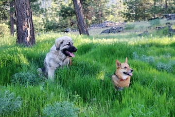 Istrajni goniči i odani čuvari: Upoznajte autohtone srpske rase pasa