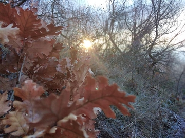 Sutra Badnji dan, a ovo su običaji koje bi trebali ispoštovati na Badnje jutro