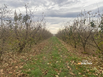 Bijeljinski proizvođači lješnjaka izgubili na rodu, dobili na cijeni: Kako je stanje u Turskoj spasilo voćare u Semberiji? /FOTO/