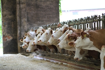 Proizvođači mlijeka šesti dan blokiraju Ibarsku magistralu u Mrčajevcima