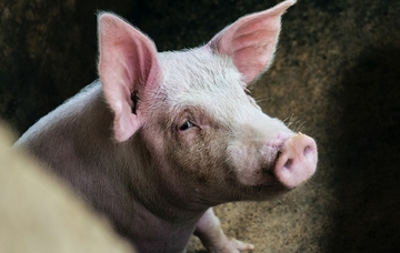 Semberija: Potražnja za pečenicama sve veća, a ponuda sve manja (FOTO)