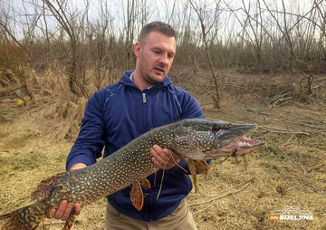 Od danas lovostaj na štuku, bijeljinski ribolovci zadovoljni sezonom (FOTO)