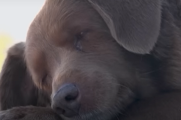 Bobi i njegova priča: Ovo je najstariji pas na svijetu (VIDEO)