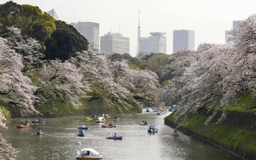 Cvjetanje japanske trešnje ove godine počelo najranije u posljednjih 70 godina