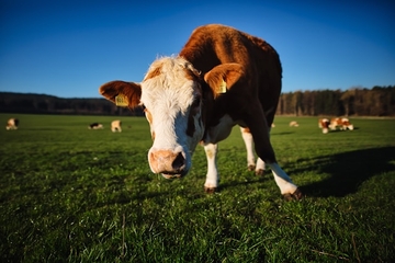 Milioni litara mlijeka gomilaju se u skladištima: Farmeri strahuju od obustave otkupa