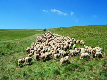 Jagnjad niko ne traži, a cijene padaju: Uvoz i loša potražnja ugrožavaju stočarstvo u Srpskoj