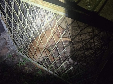 Ilegalne borbe pasa u Derventi šokirale javnost; Policija zatekla 84 lica iz BiH i regiona, uhapšeno 15 osoba