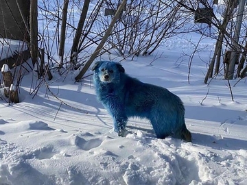 Šokantni prizori iz Rusije: Šta je sa psima? (FOTO)