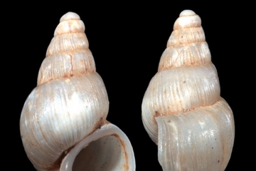 Vrsta slatkovodnog puža u Crnoj Gori nazvana po Novaku Đokoviću