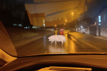 Svinja prošetala ulicom u Banjaluci