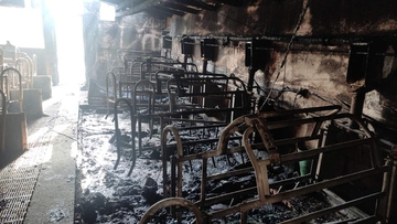 ŠTETA OGROMNA Uglednom semberskom farmeru vatra progutala prasilište sa 13 krmača i 120 prasadi